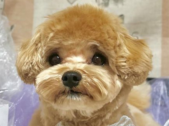 マルプーの成犬