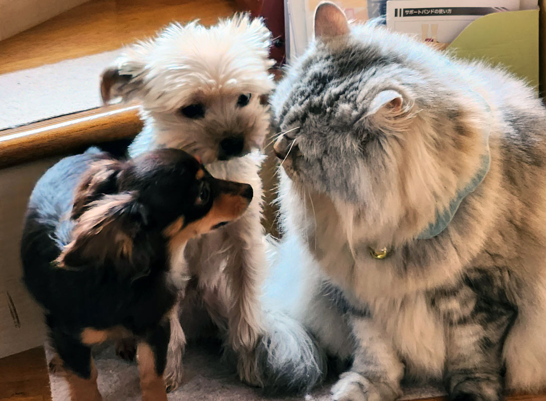 チワックスの成犬