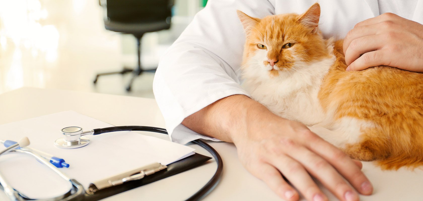 猫に多い「心筋症」について学ぼう