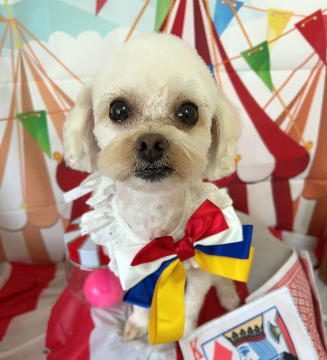 マルプーの成犬