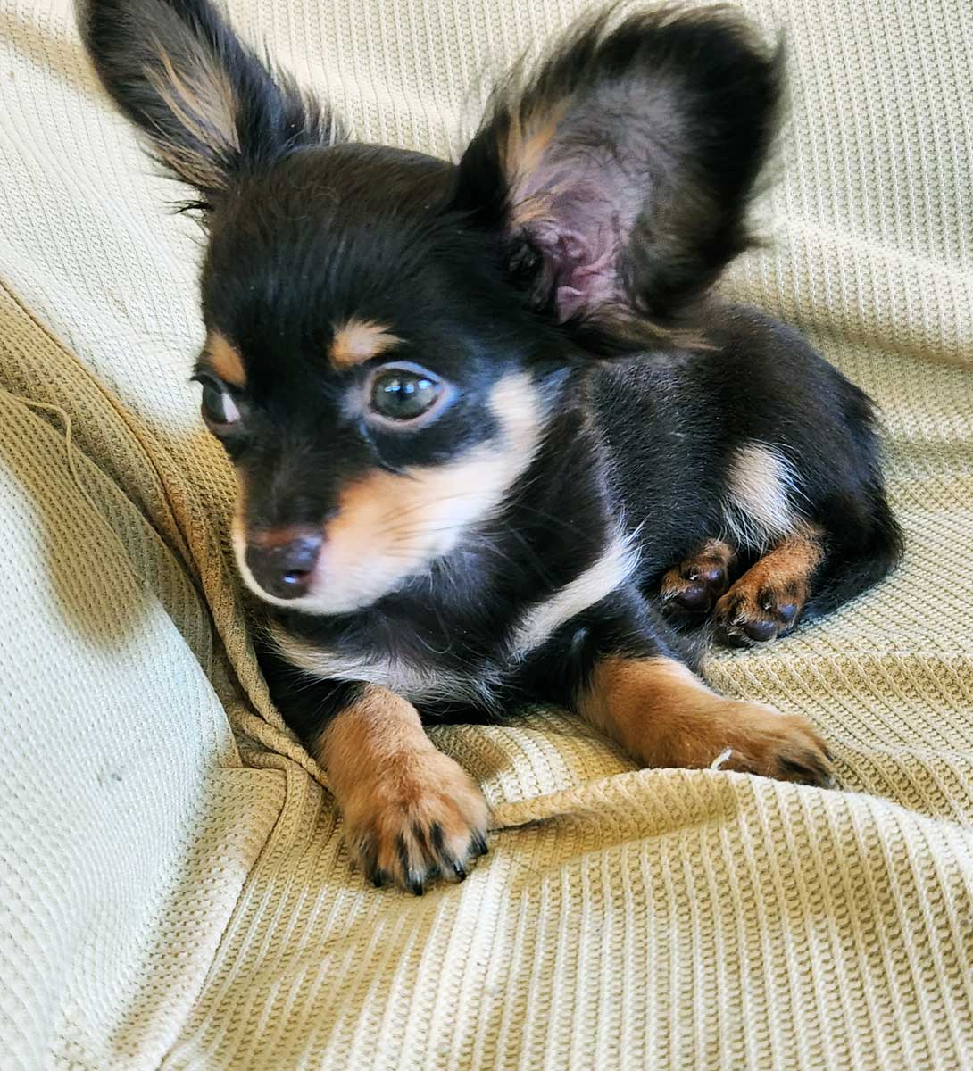 チワックスの成犬