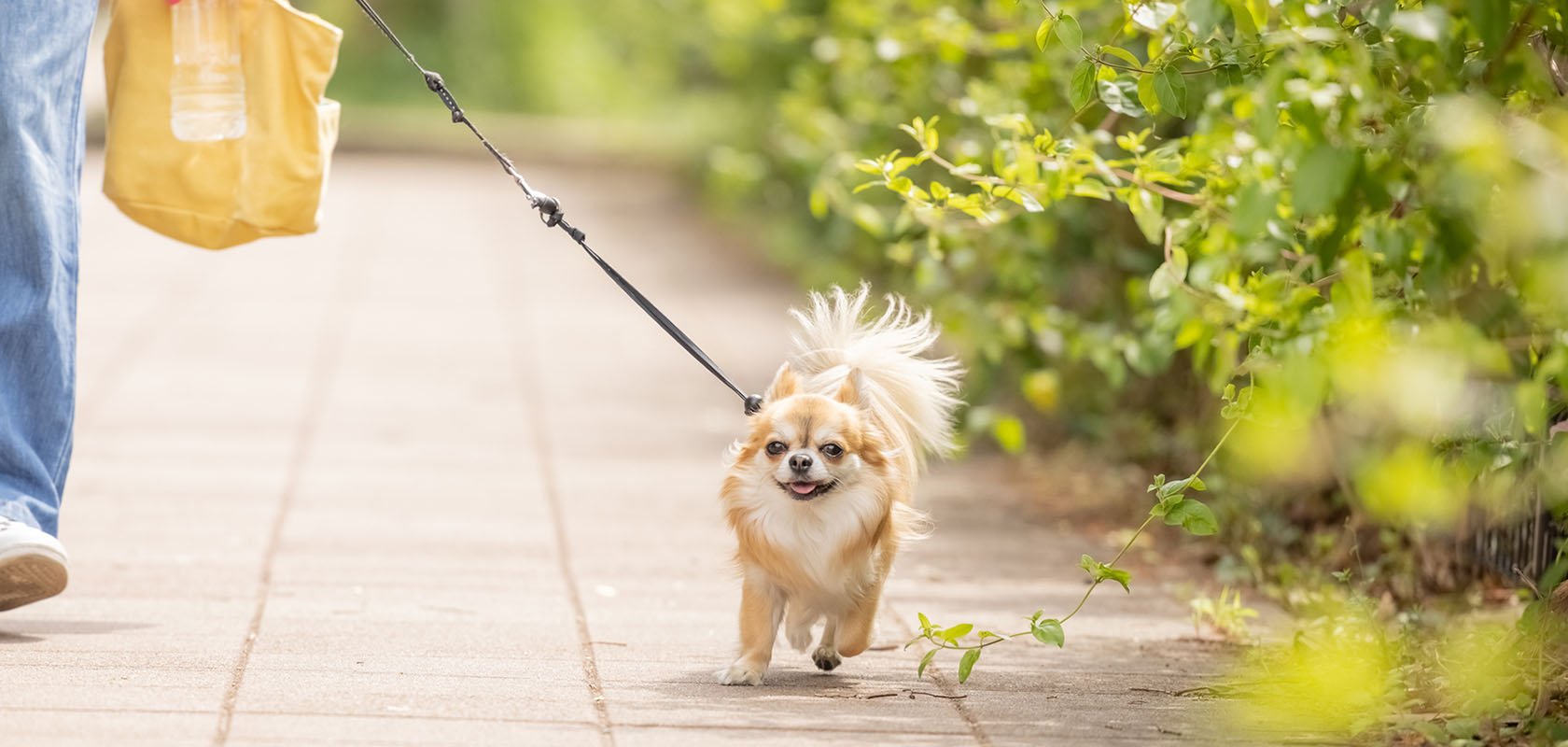 一人暮らしで愛犬を飼うためのポイントを理解しよう