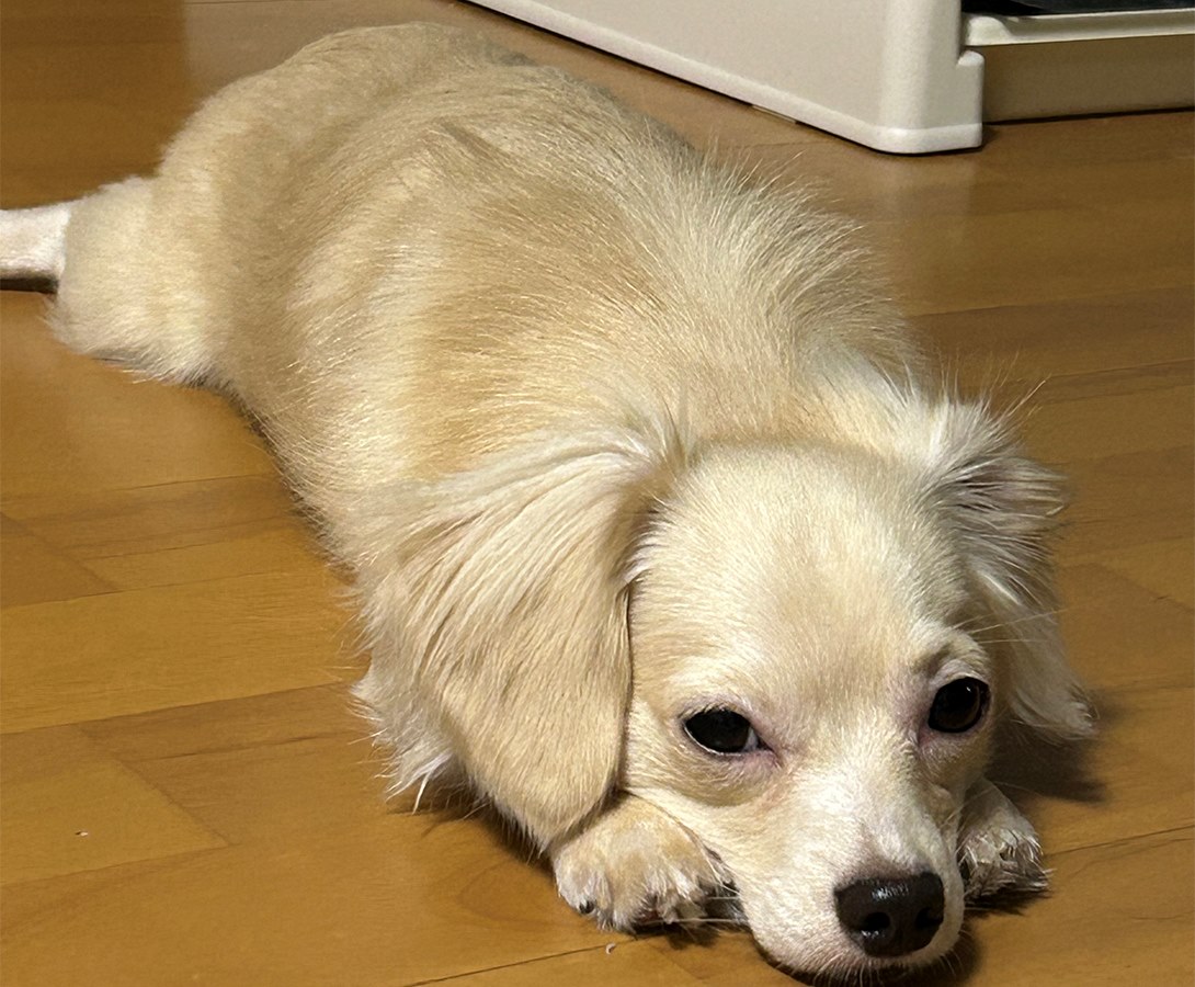 AFTER(1歳)