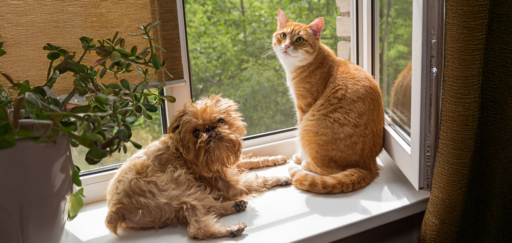 ワンちゃんとネコちゃんどっちがいい？費用や飼いやすさを比較