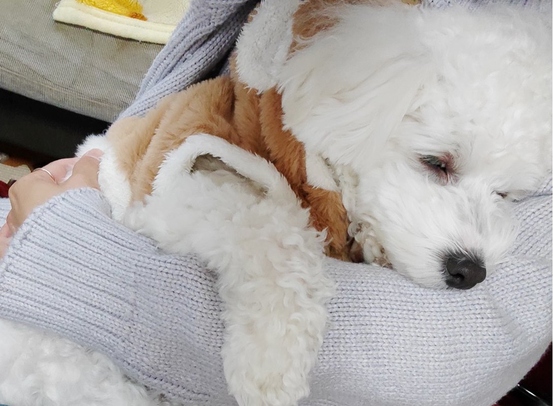 マルプーの成犬