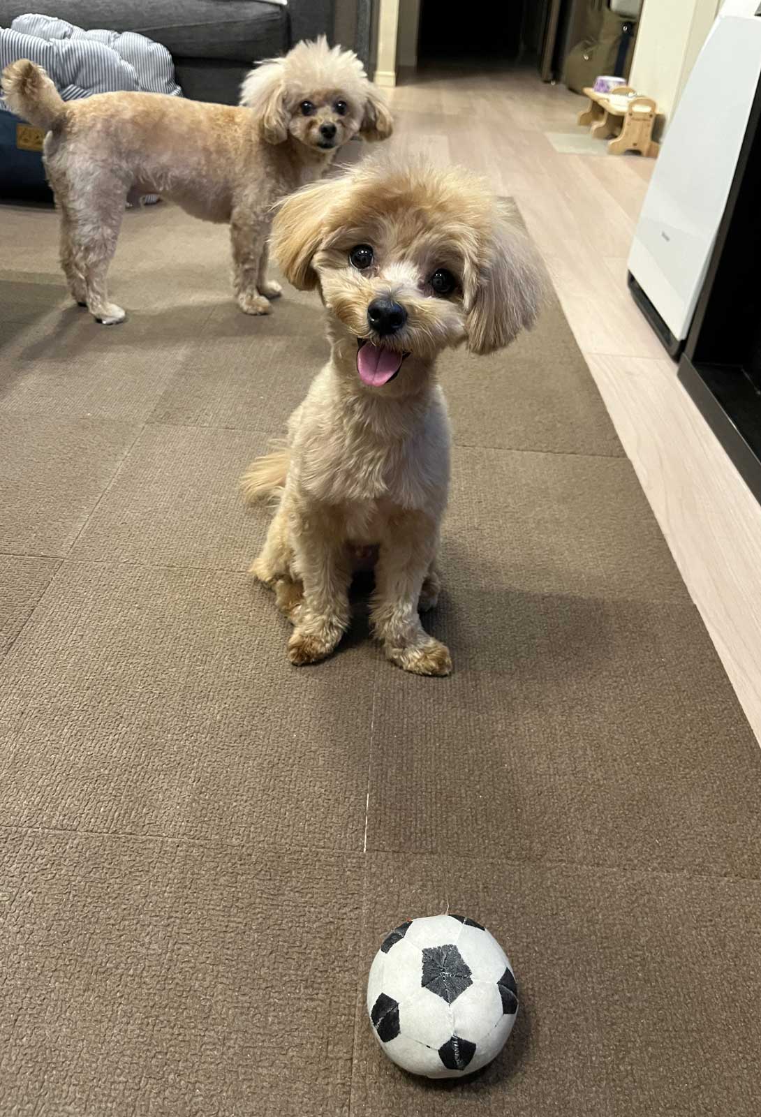 マルプーの成犬