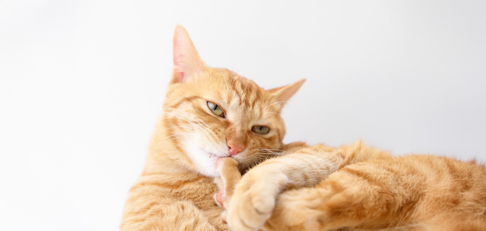 愛猫の性格が変わることはある？考えられる要因と対処法