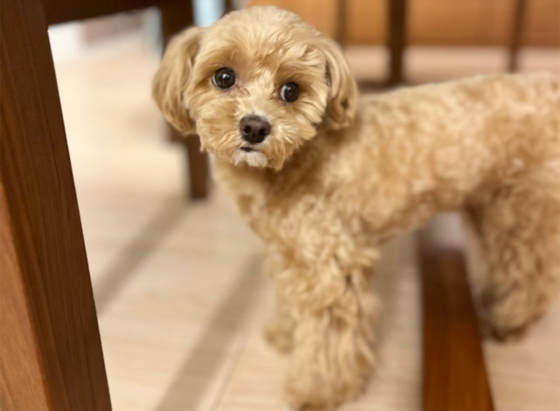 マルプーの成犬