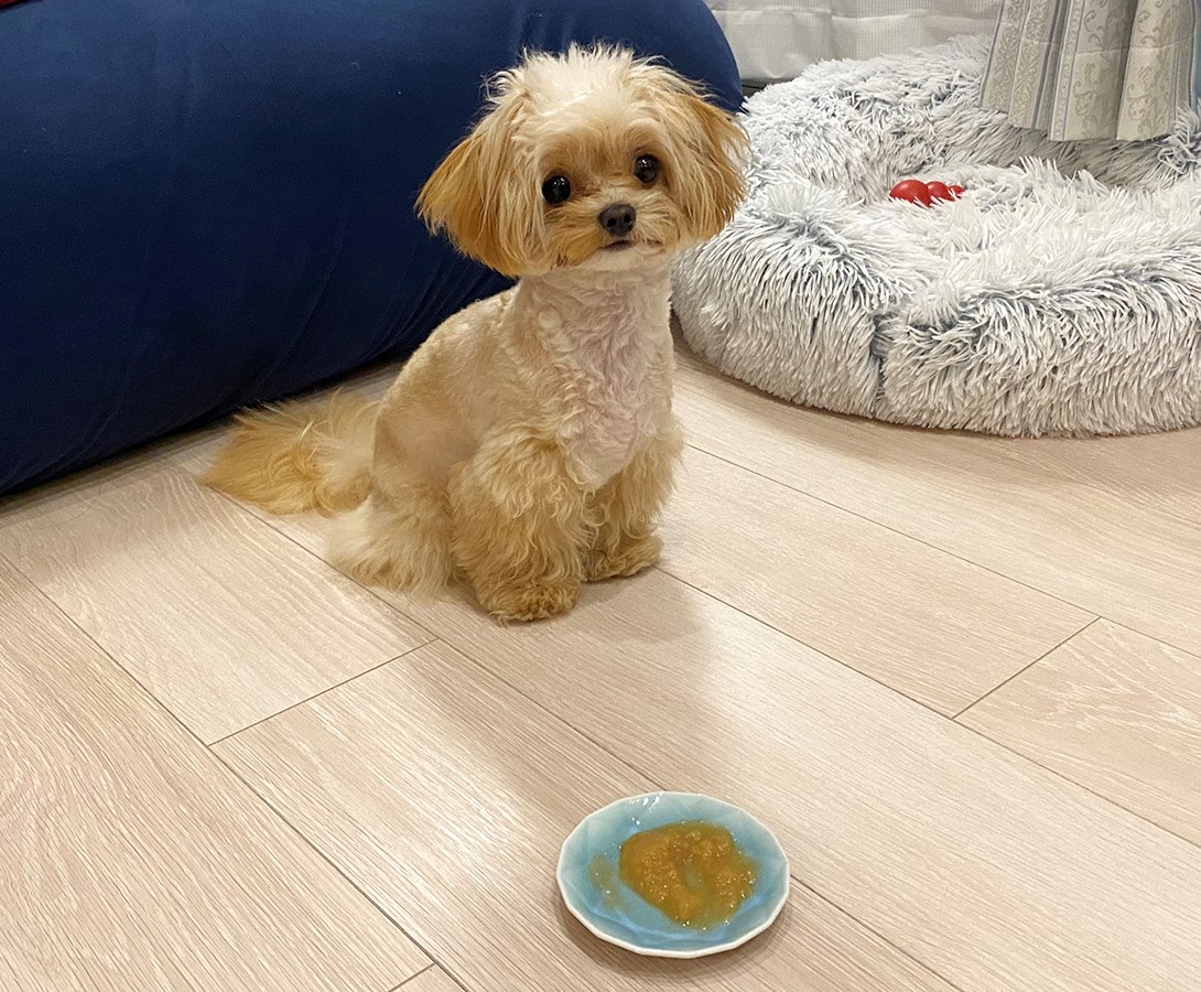 チワプーの成犬