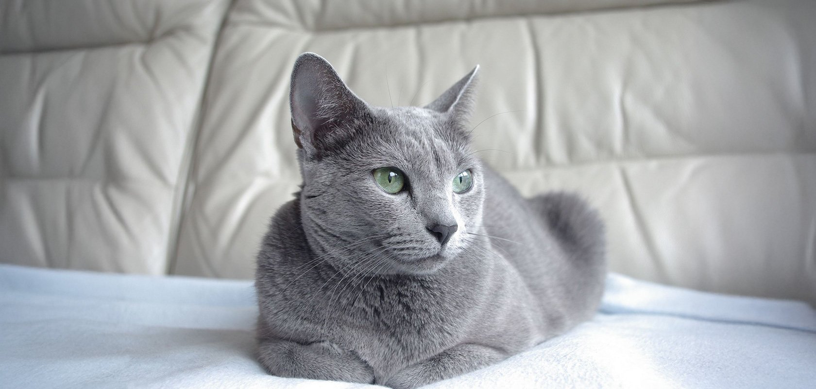 【シャイなタイプ】代表的な猫種