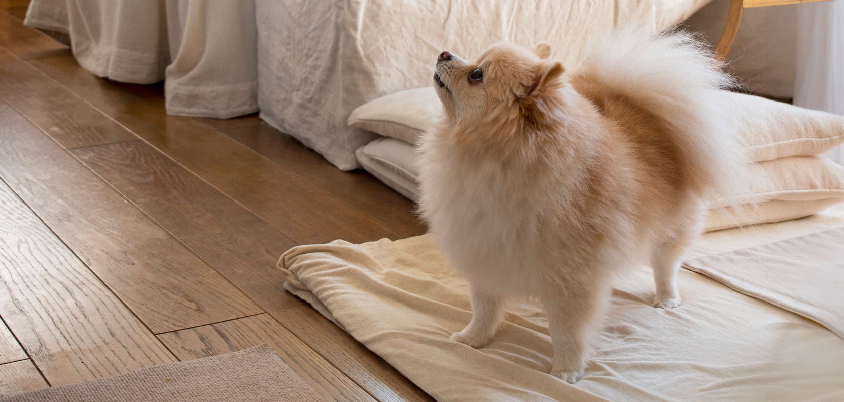 【飼育環境編】初心者が知っておきたい愛犬の飼い方