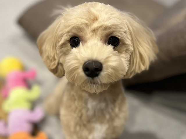 マルプーの成犬