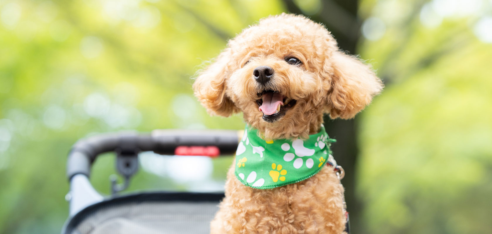 愛犬を飼うメリットは？注意点や飼うのに向いている人の特徴も解説