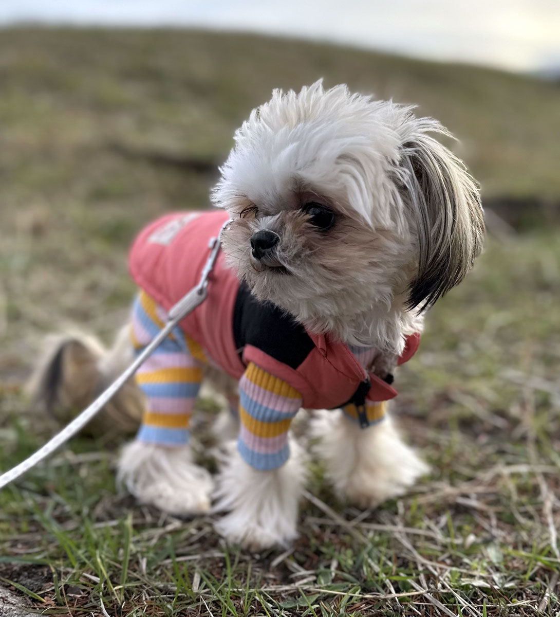 チワシーズーの成犬