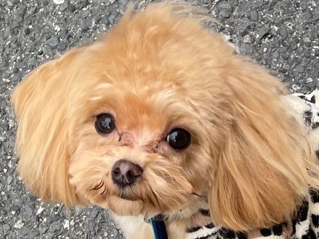 マルプーの成犬
