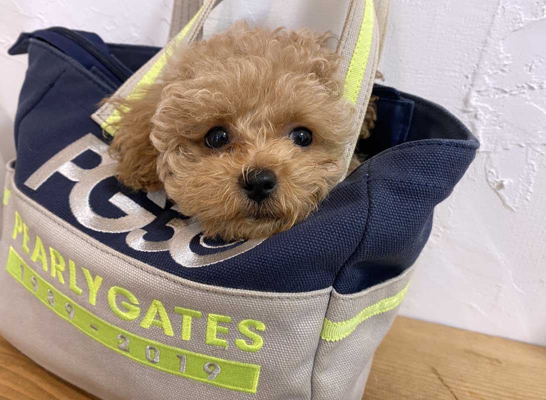 マルプーの成犬