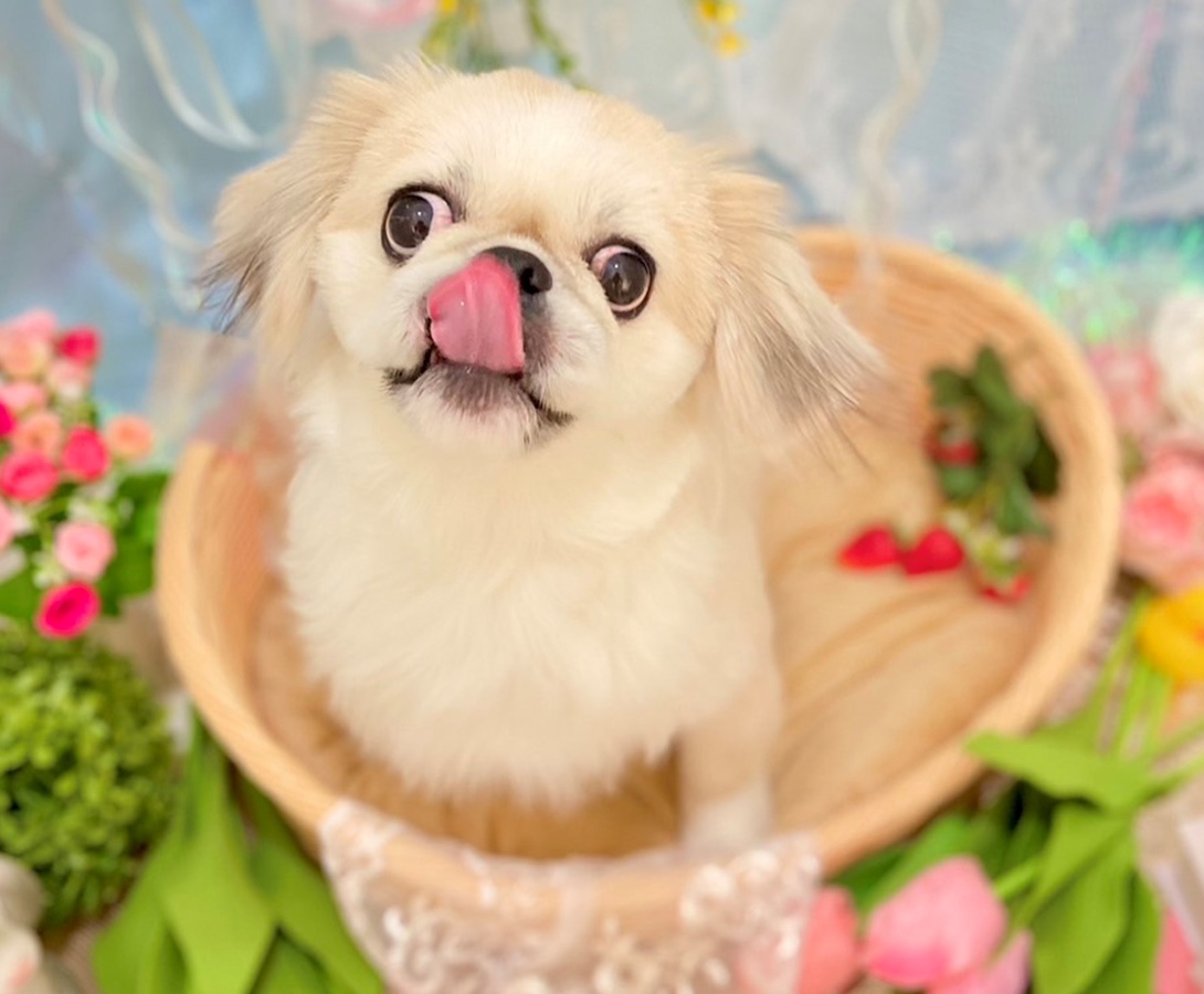 チワペキの成犬