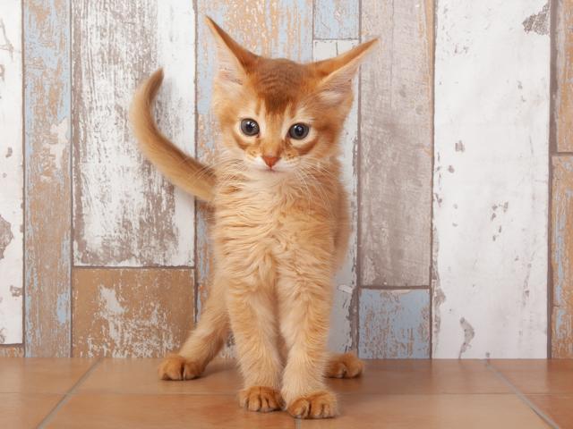 レッドのソマリ
