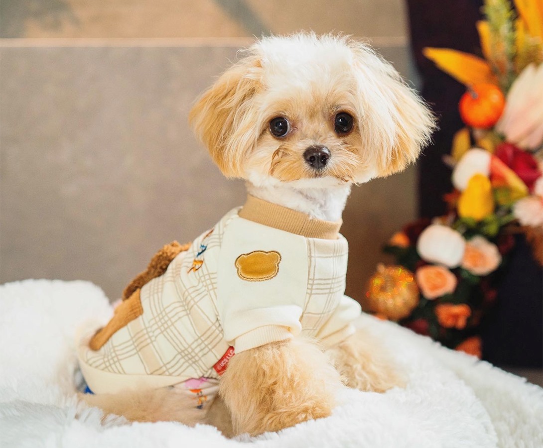 チワプーの成犬