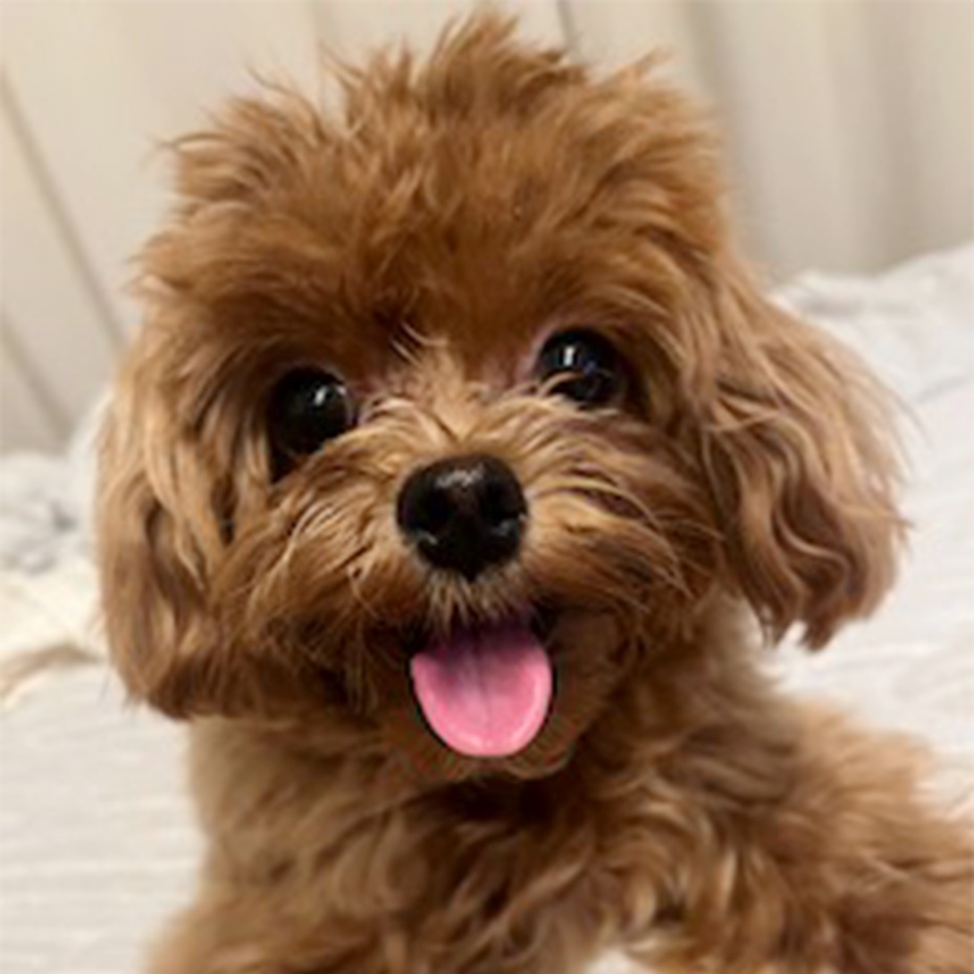 マルプーの成犬