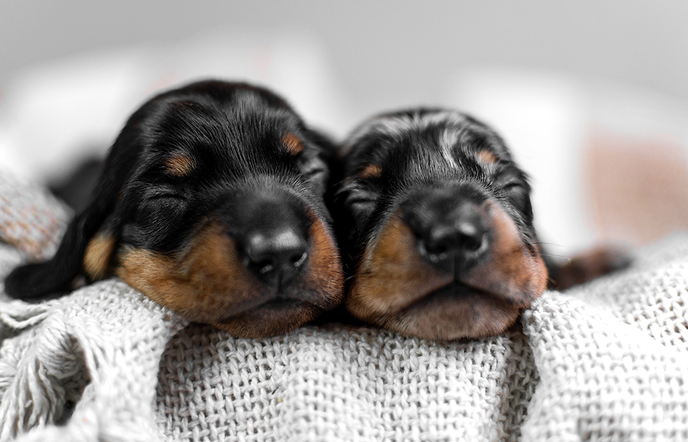 PRA（ダックス）